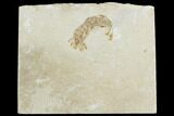 Fossil Mantis Shrimp (Pseudosculda) - Lebanon #123990-1
